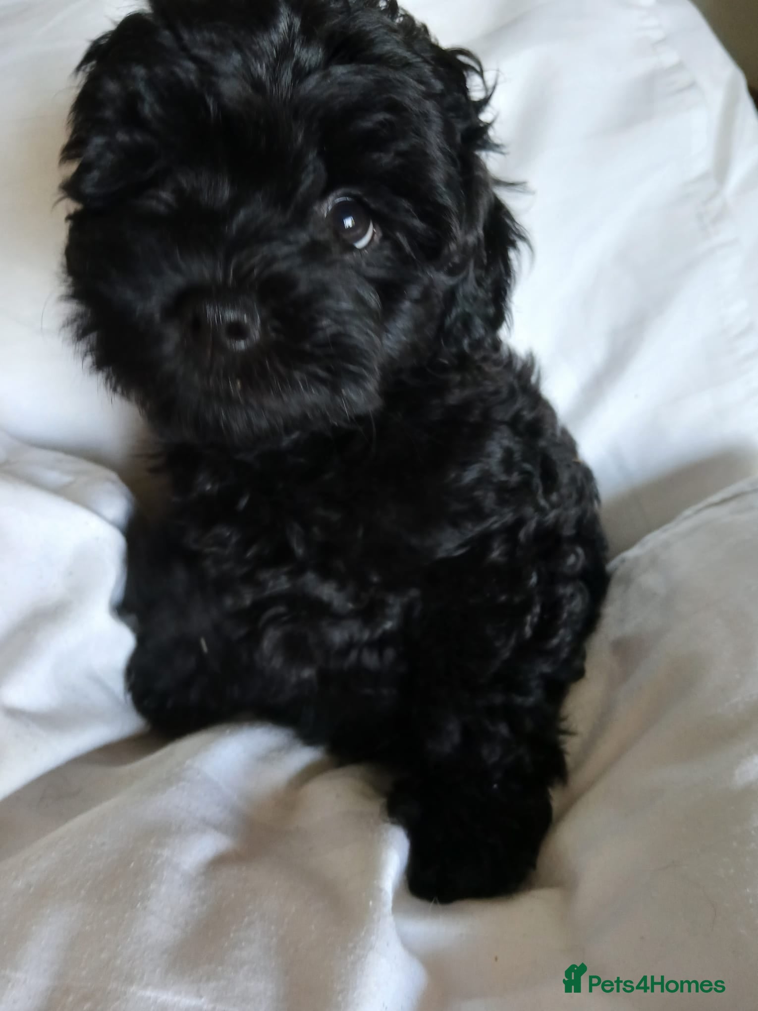 Lhasapoo dogs Lhaspoo puppies - Advert 1