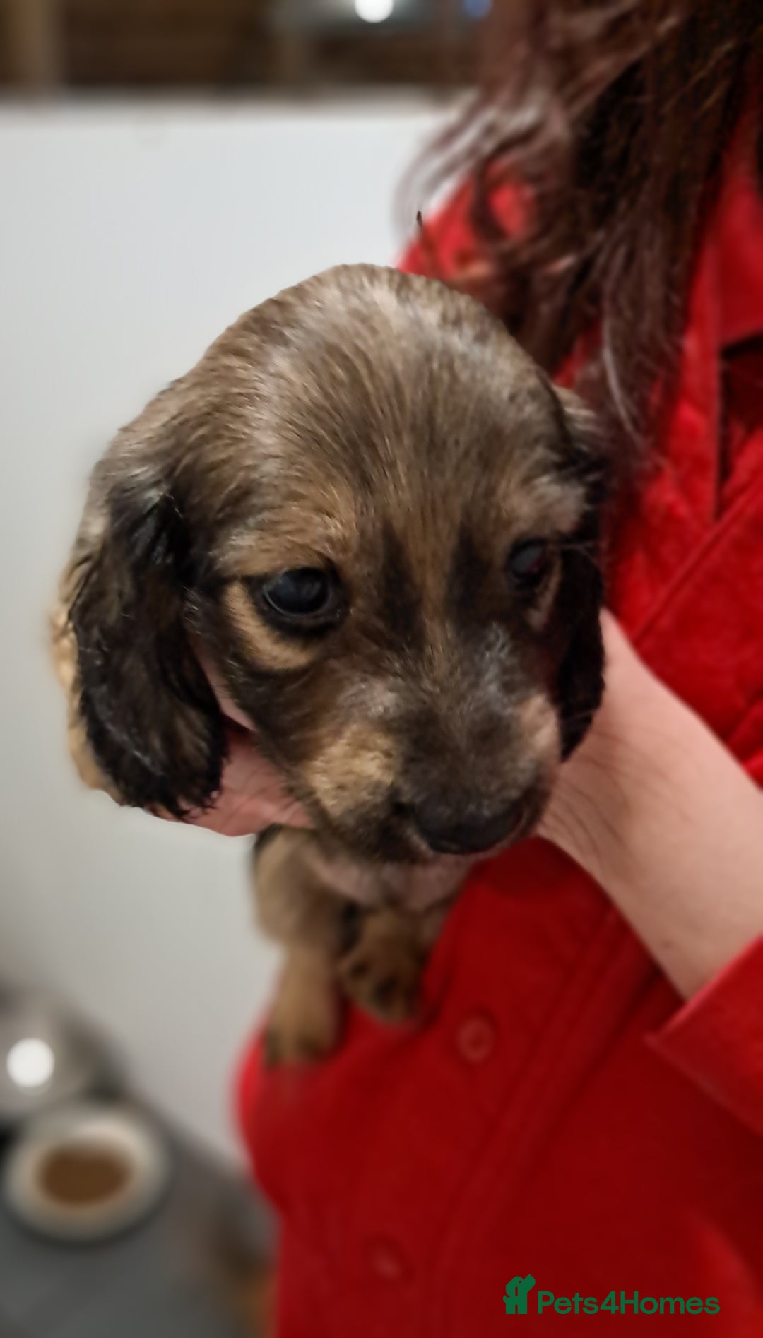 Miniature Dachshund dogs for sale: Minature long haired daschunds  - Advert 5