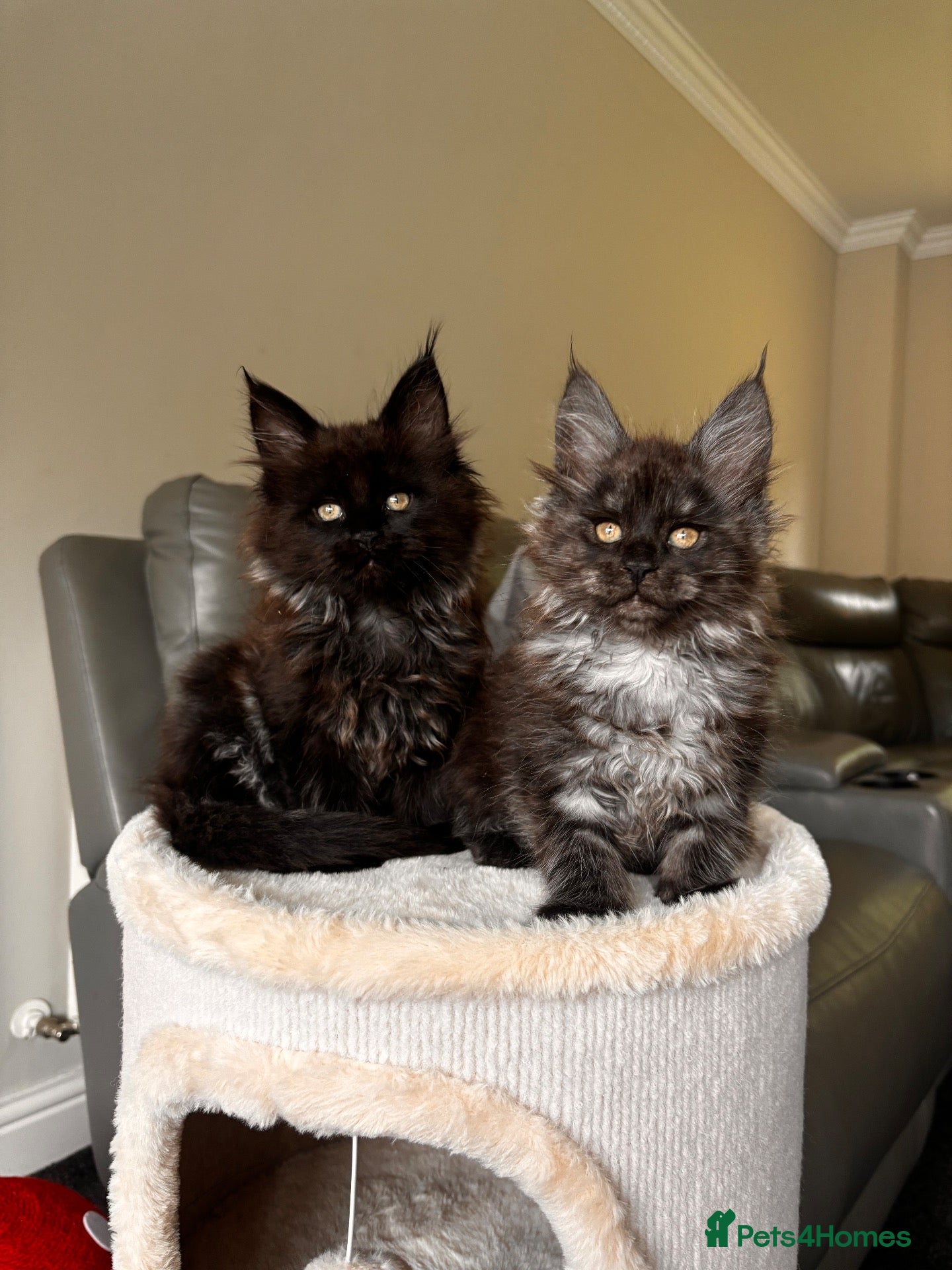 Maine Coon cats for sale: Ready Now TICA Registered Maine Coon Kittens - Advert 1