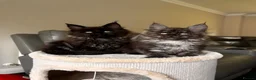 Maine Coon cats for sale: Ready Now TICA Registered Maine Coon Kittens - Advert 1
