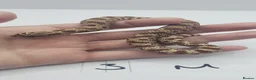 Snake reptiles for sale: Baby Western Hognoses mixed sex and morphs From - Advert 23