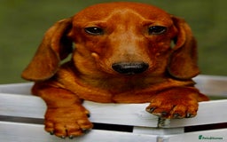 Miniature Dachshund dogs for adoption: Archie: The Puppy Who Survived a Breeder’s Hell - Image 1