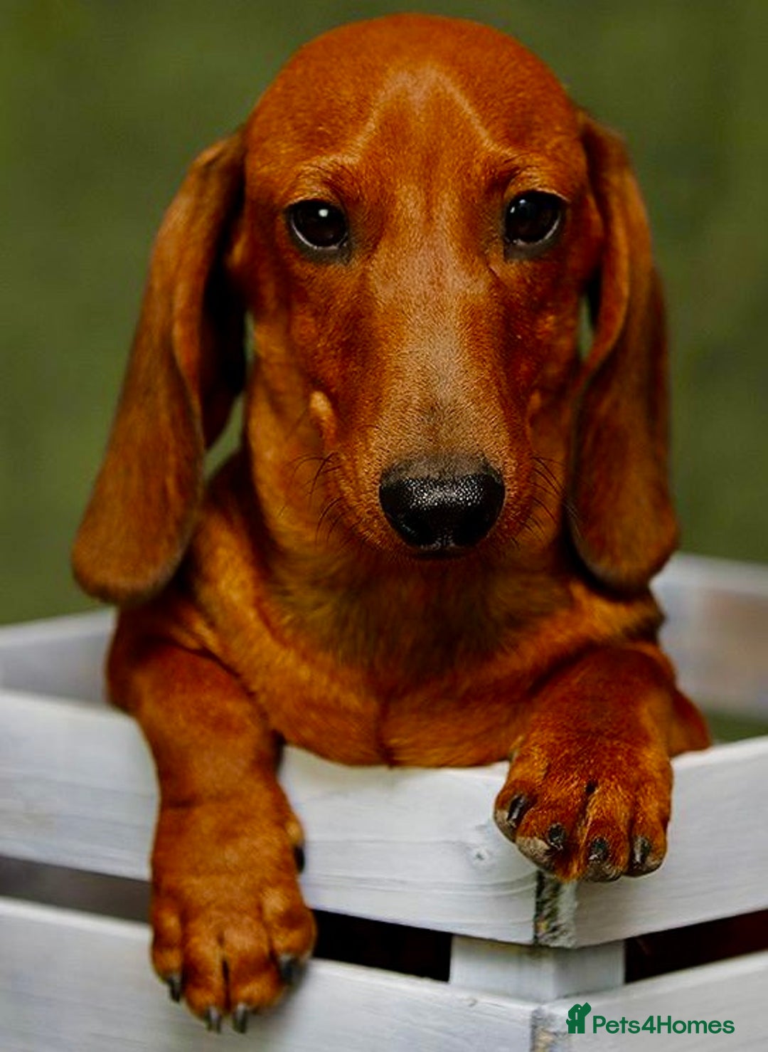 Miniature Dachshund dogs for adoption: Archie: The Puppy Who Survived a Breeder’s Hell - Image 1