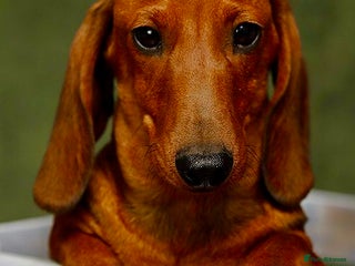 Miniature Dachshund dogs - Advert 20