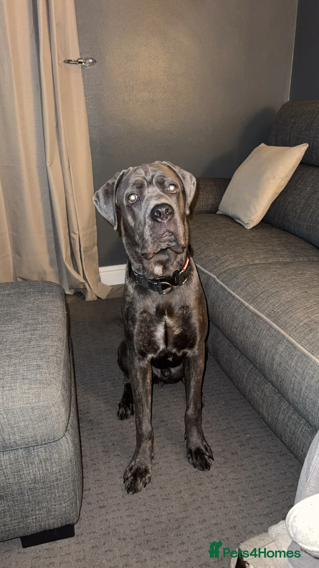 Cane Corso dogs for sale: 10 month old cane corso  - Advert 2