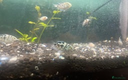 Other/Mixed Breed fish for sale: Polar ice parrots  - Image 1