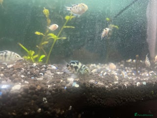 Other/Mixed Breed fish - Advert 11