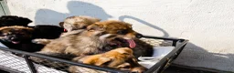 German Shepherd dogs for sale: German Shepherd Puppies  - Advert 4