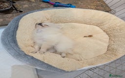 Pomeranian dogs for sale: Puppy Pomeranian miniature  - Advert 3