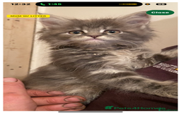 Maine Coon cats for sale: Xl Stunning Maine coon kittens  - Image 26