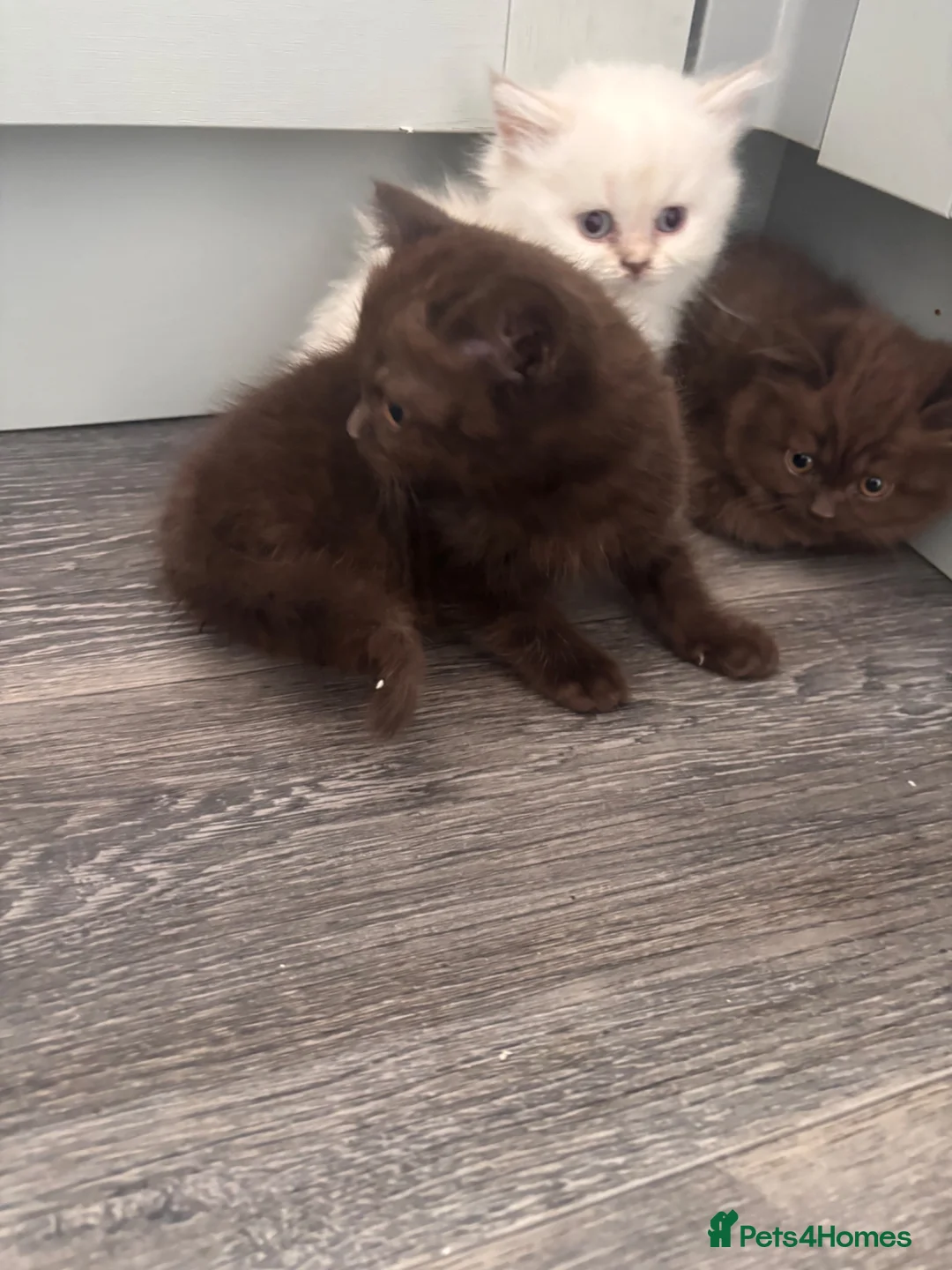 Mixed Breed cats for sale: Adorable kittens - Advert 2