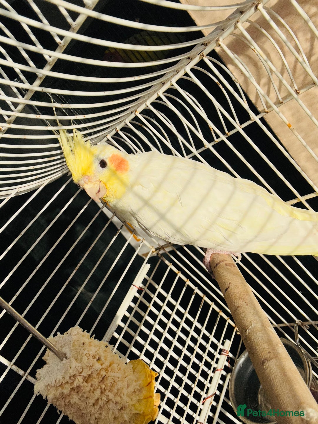 Cockatiels birds for sale: cockatiels - Advert 4