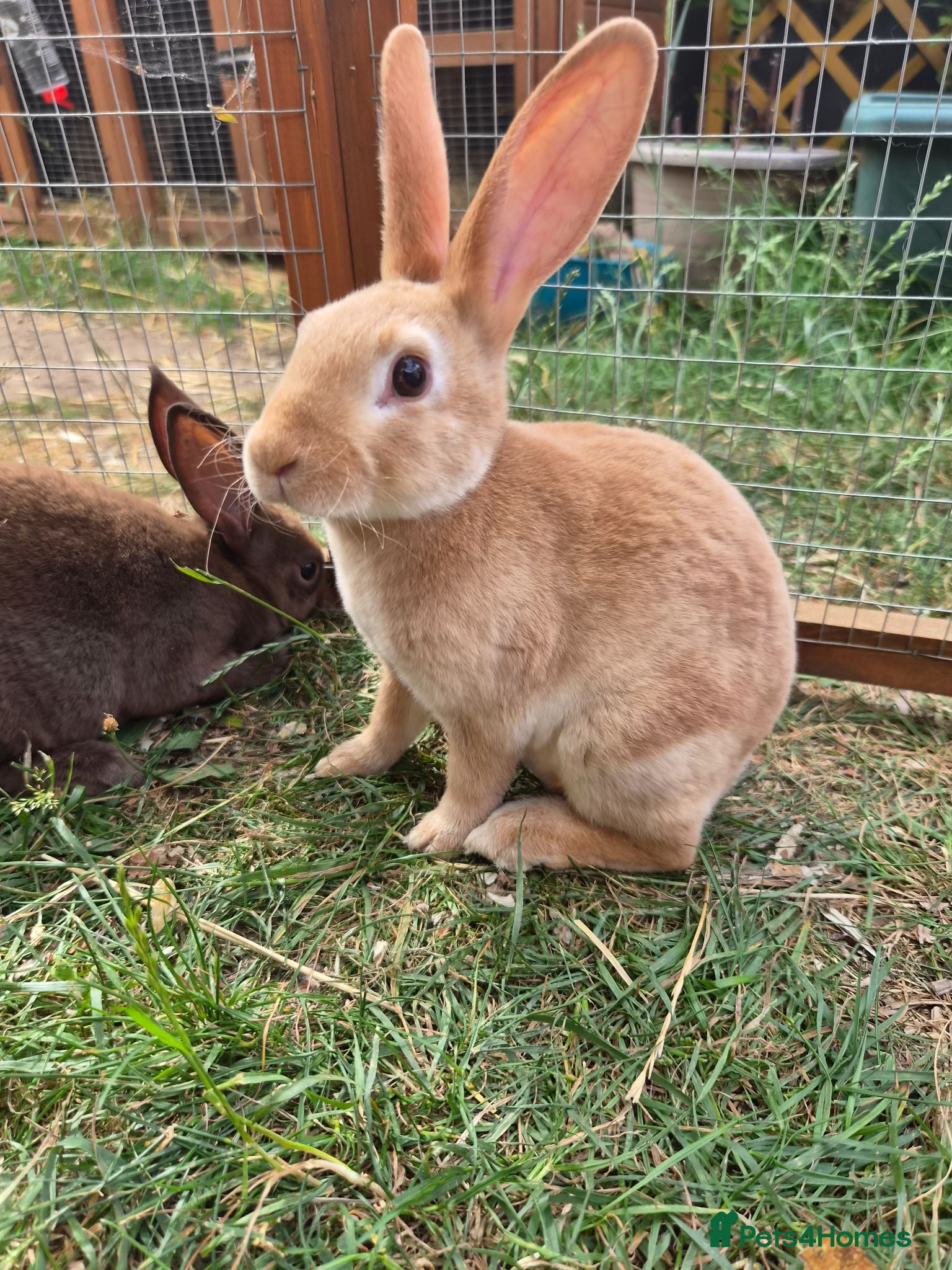 Rex rabbits Mini rex  - Advert 6