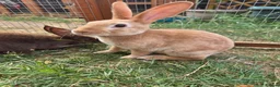Rex rabbits for sale: Mini rex  - Advert 1