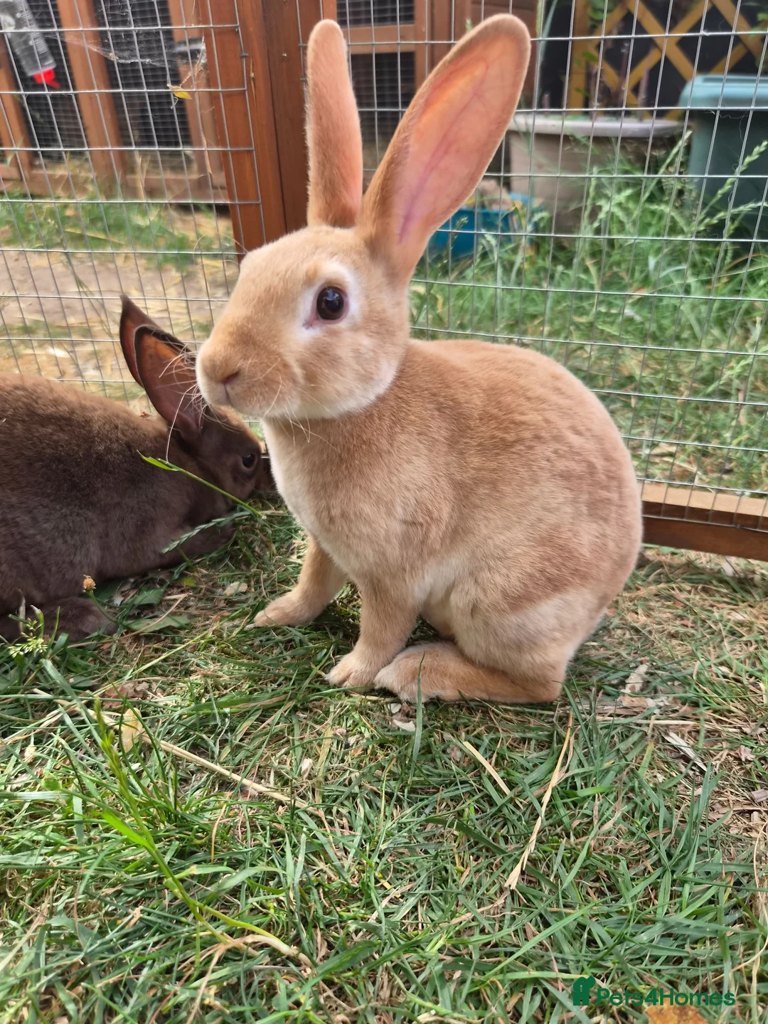 Rex rabbits for sale: Mini rex  - Advert 1