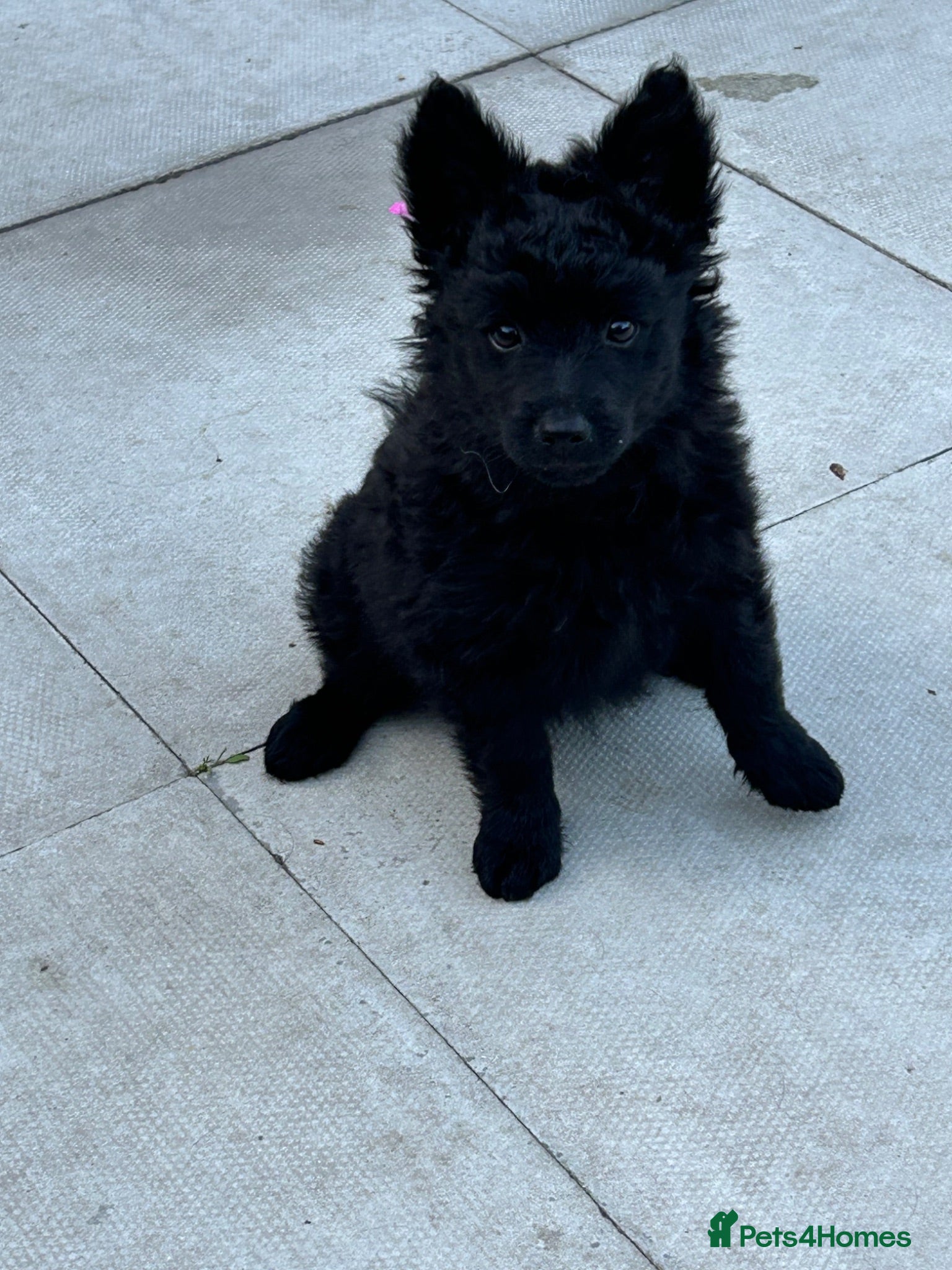 Mudi dogs KC registered Hungarian Mudi puppies  - Advert 2