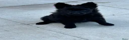 Mudi dogs for sale: KC registered Hungarian Mudi puppies  - Advert 13