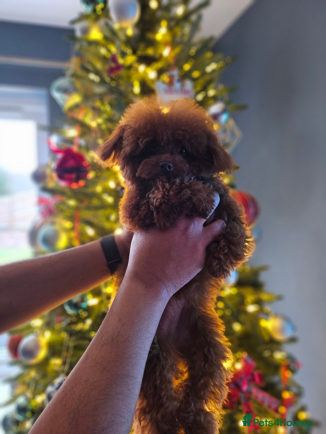 Toy Poodle dogs for sale: Female Asian Toy Poodle  - Image 7