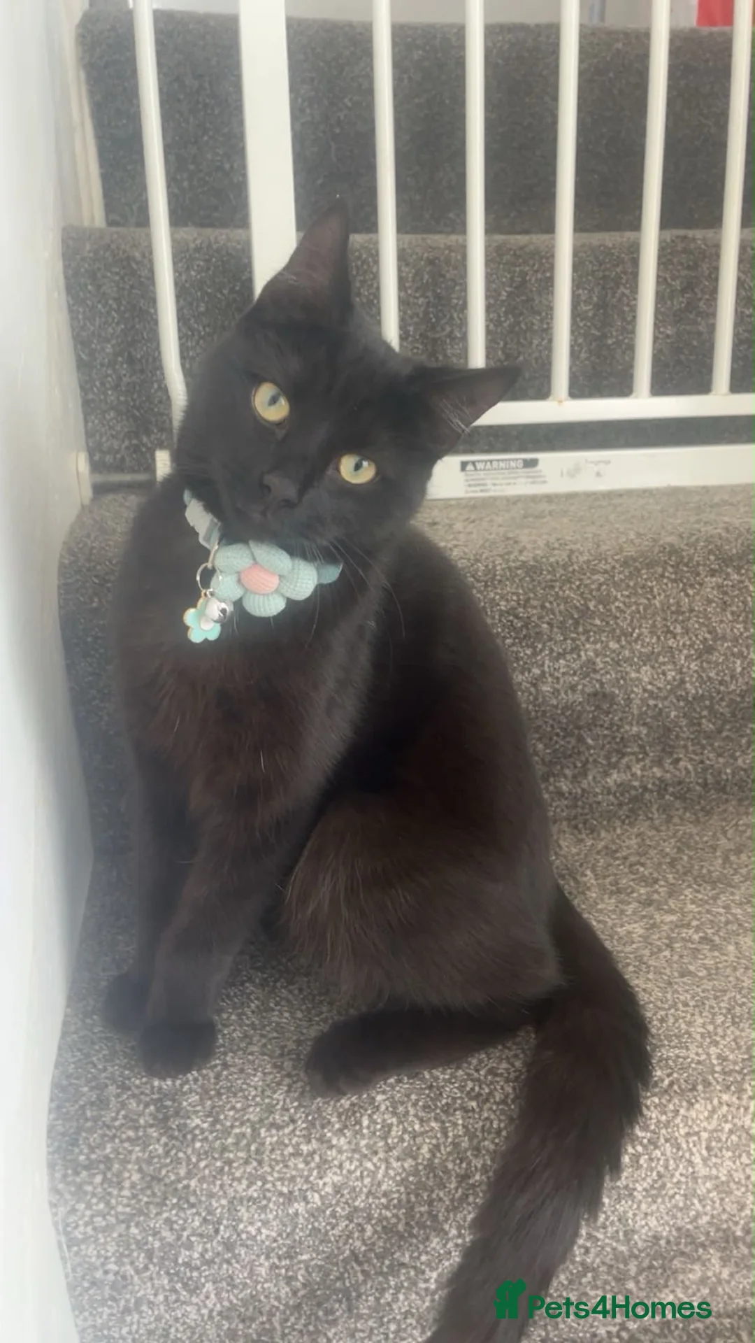 Mixed Breed cats for sale: 4 kittens for sale - Advert 2