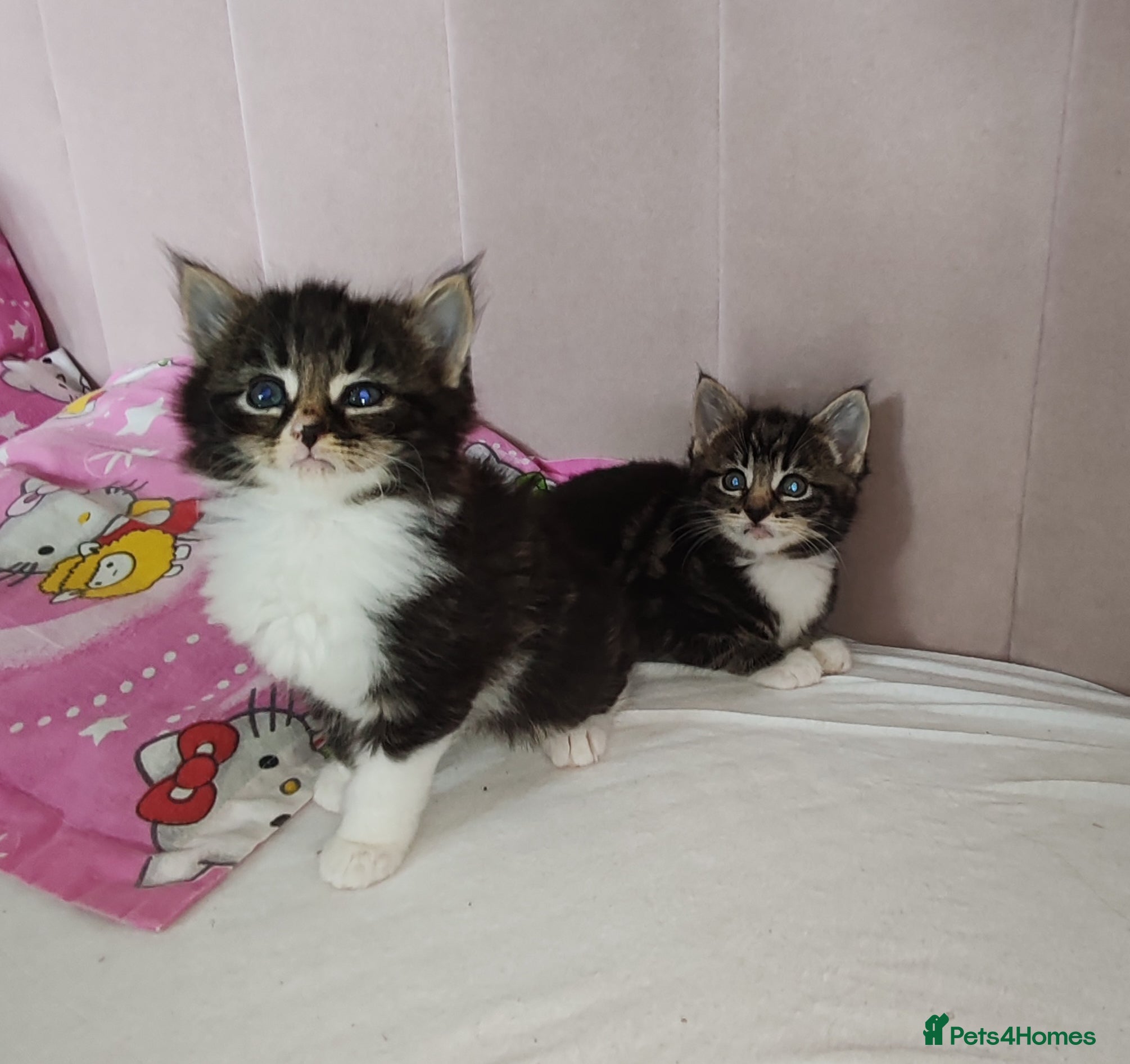 Mixed Breed cats Lovely kittens  - Advert 17