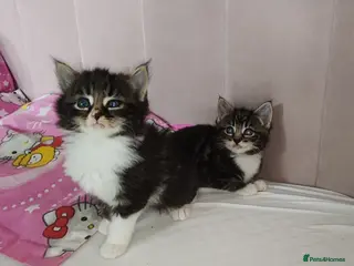 Mixed Breed cats Lovely kittens - Advert 17