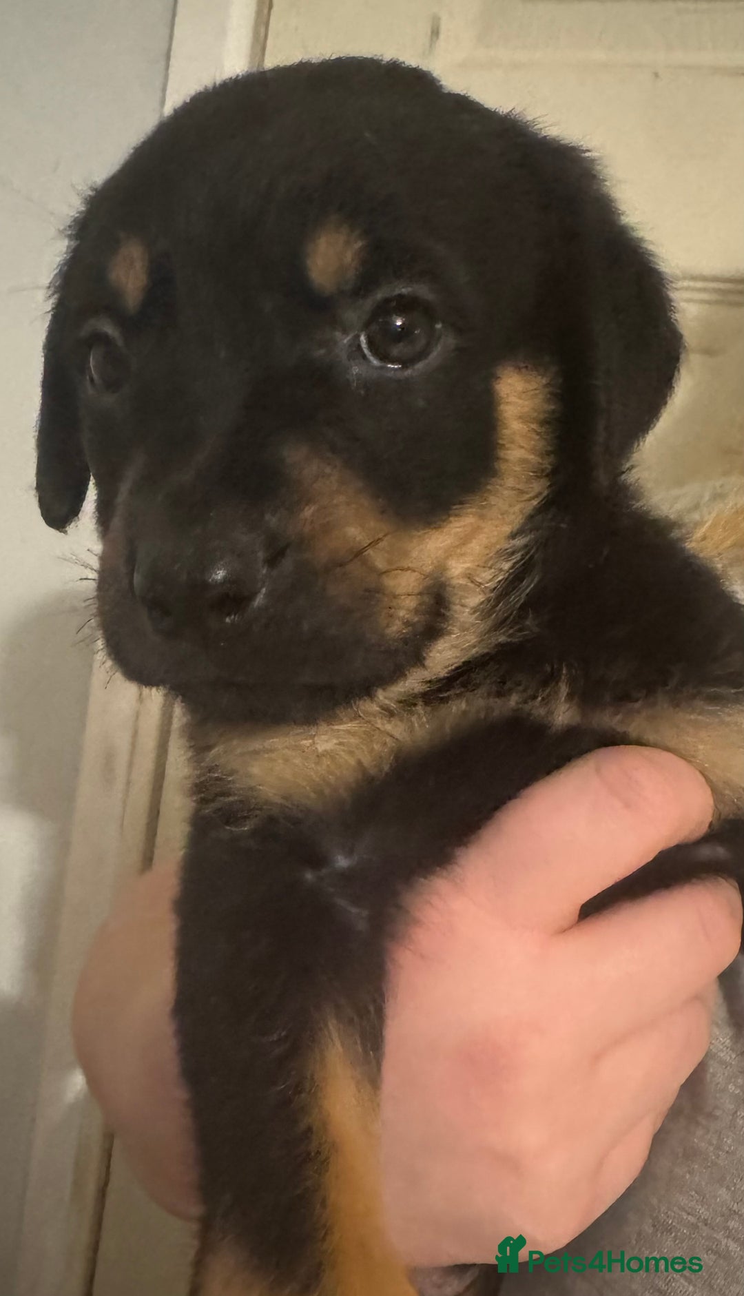 Rottweiler dogs for sale: 7 Rottweiler puppies available to loving homes - Advert 10