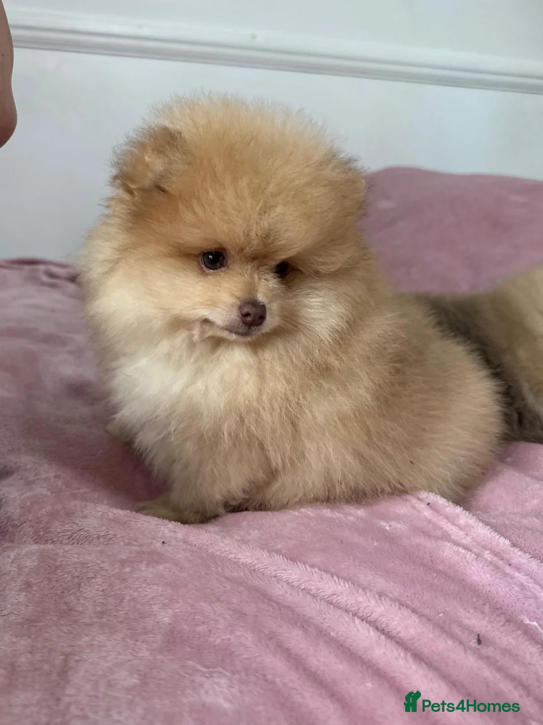 Pomeranian dogs for sale: Ready to go Excellent Pomeranian - Advert 32