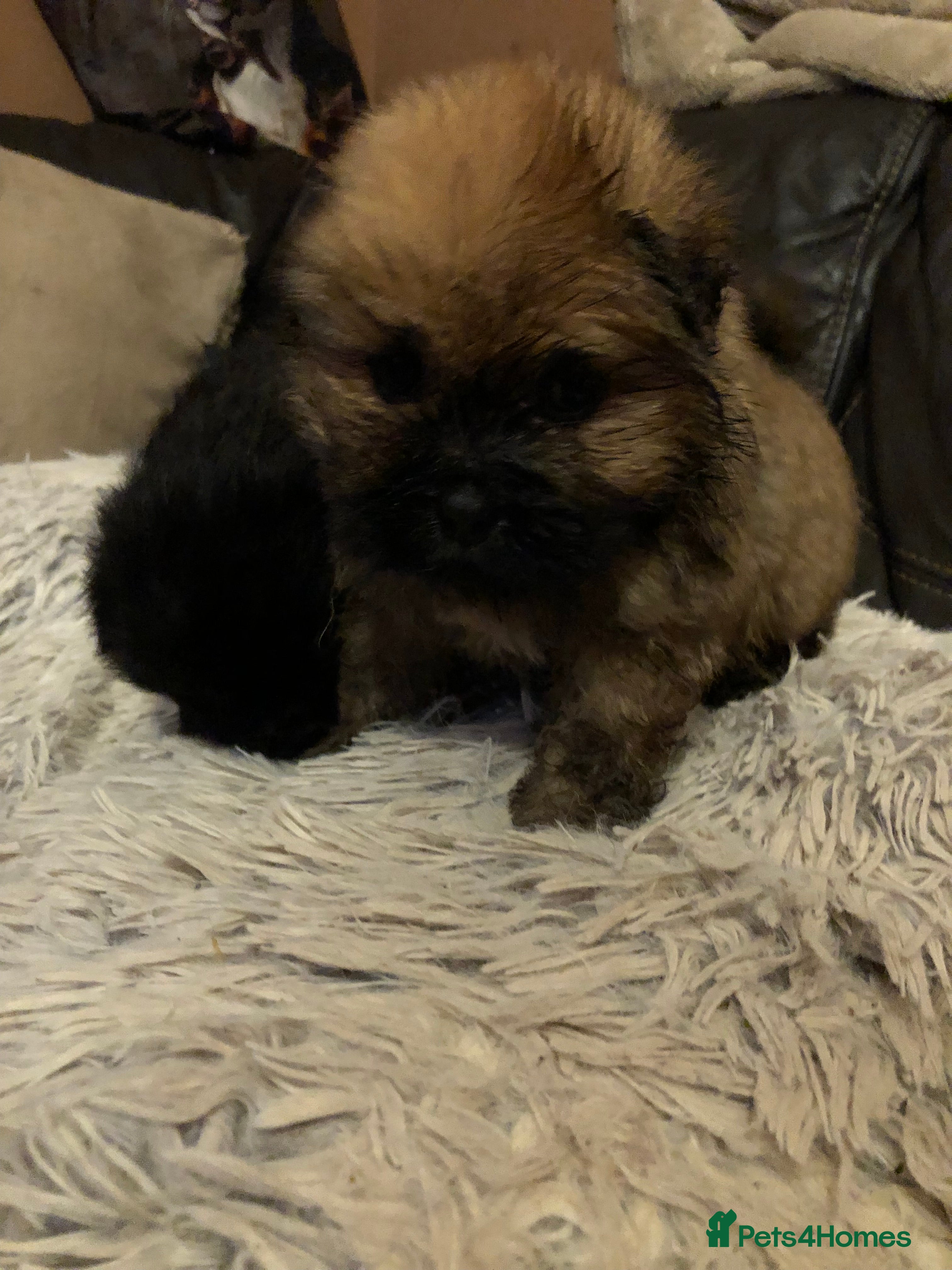 Shih Tzu dogs 6 Shih tzu puppies 2BOYS LEFT - Advert 3