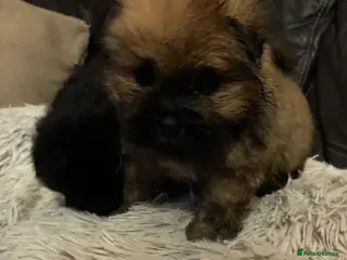 Shih Tzu dogs 6 Shih tzu puppies 2BOYS LEFT - Advert 2