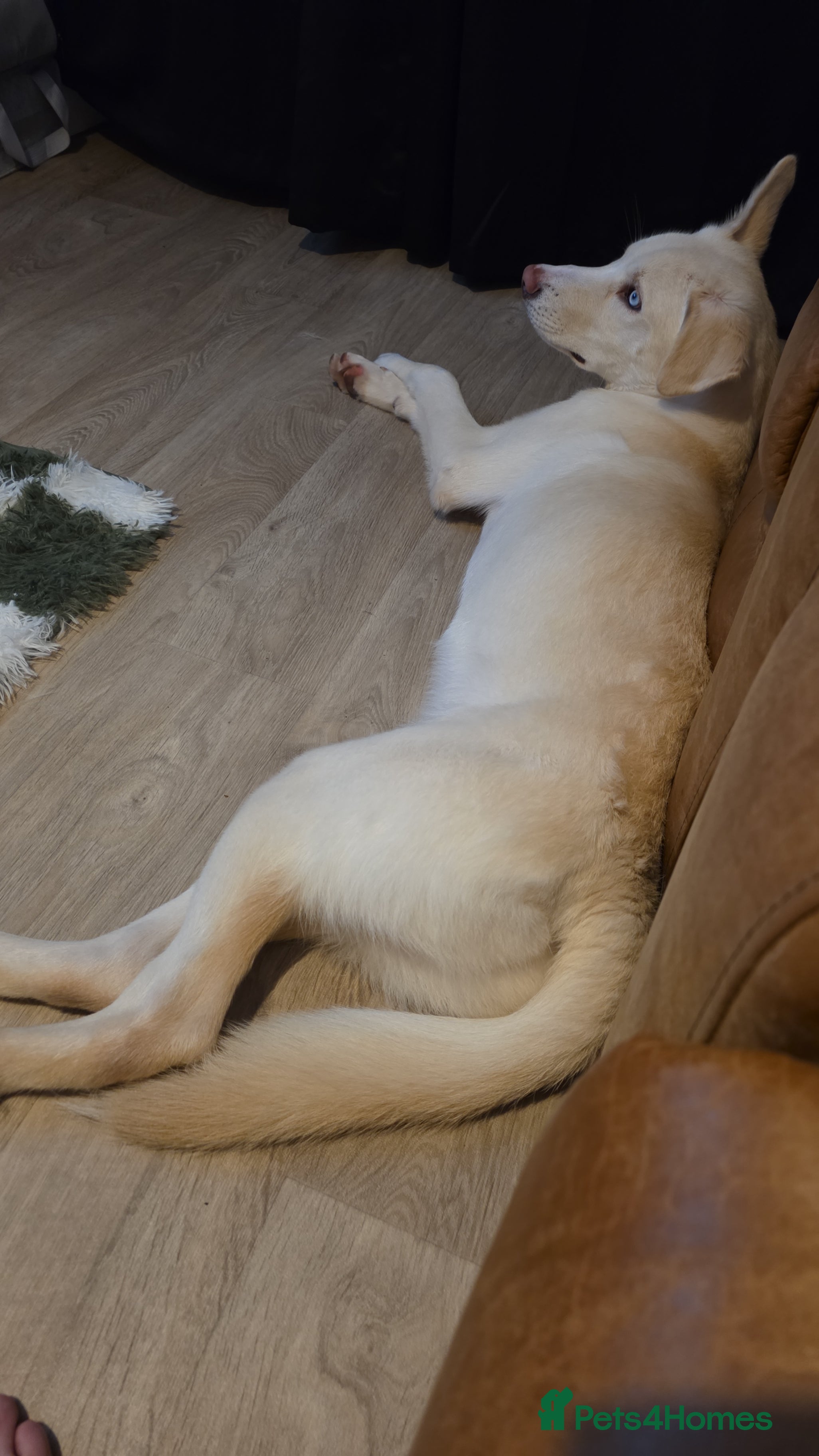 Mixed Breed dogs Husky X lab - Advert 7