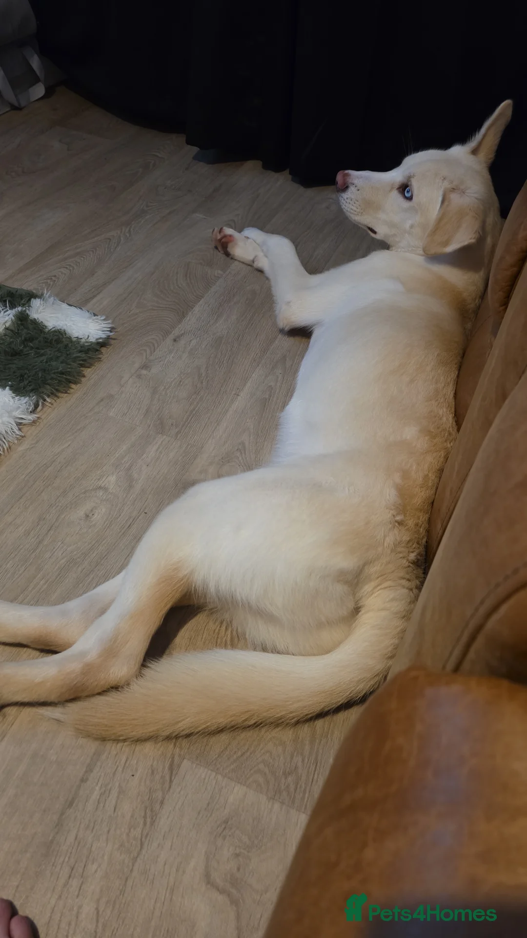 Mixed Breed dogs for sale: Dog for sale - Advert 2