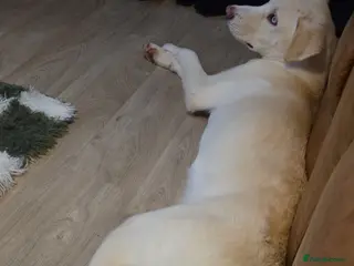 Mixed Breed dogs Husky X lab - Advert 7