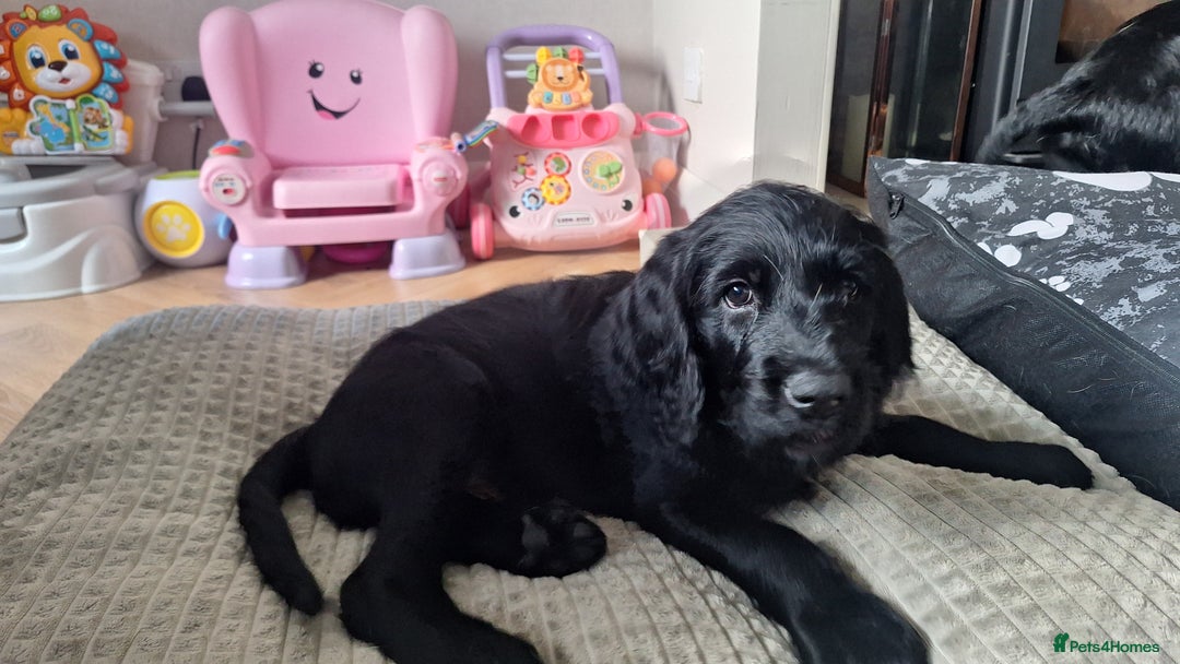 Labradoodle dogs for sale: Labradoodles x2 boys. Alloa - Image 14