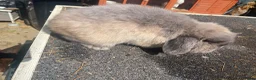 Mixed Breed rabbits for sale: Mix rabbits please read listing  - Advert 22