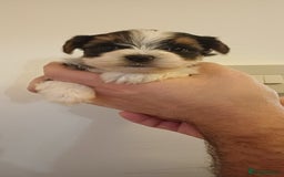 Yorkshire Terrier dogs for sale: 100% Biewer yorkshire-terrier Pedigree  - Advert 16