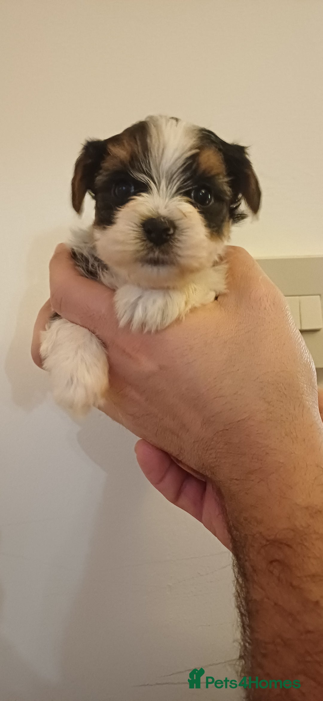 Yorkshire Terrier dogs for sale: 100% Biewer yorkshire-terrier Pedigree  - Advert 16