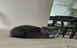 Scottish Fold cats for sale: Loving Scottish Fold  - Image 3