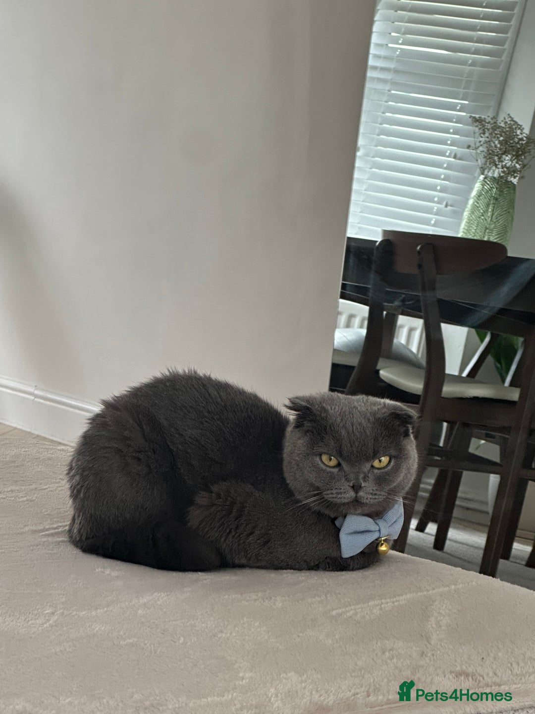 Scottish Fold cats for sale: Loving Scottish Fold  - Image 3