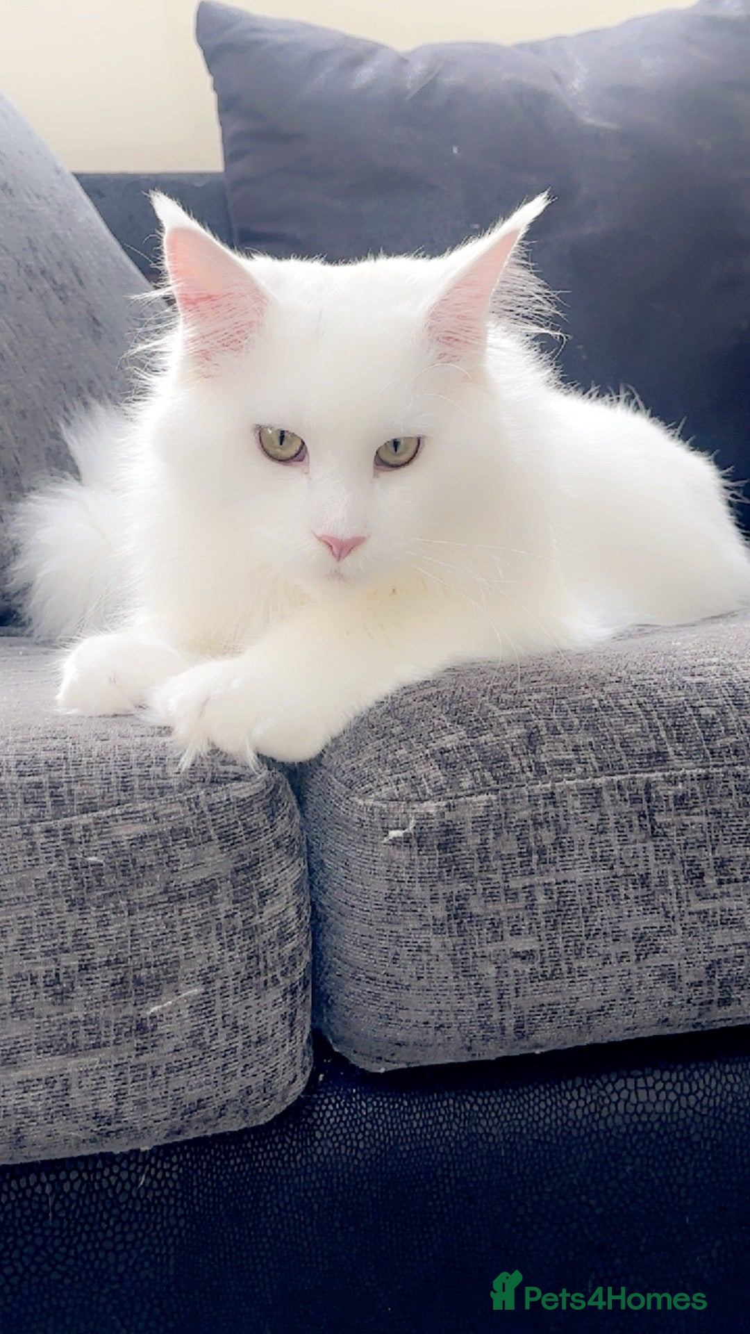 Maine Coon cats White maine coon boy - Advert 1