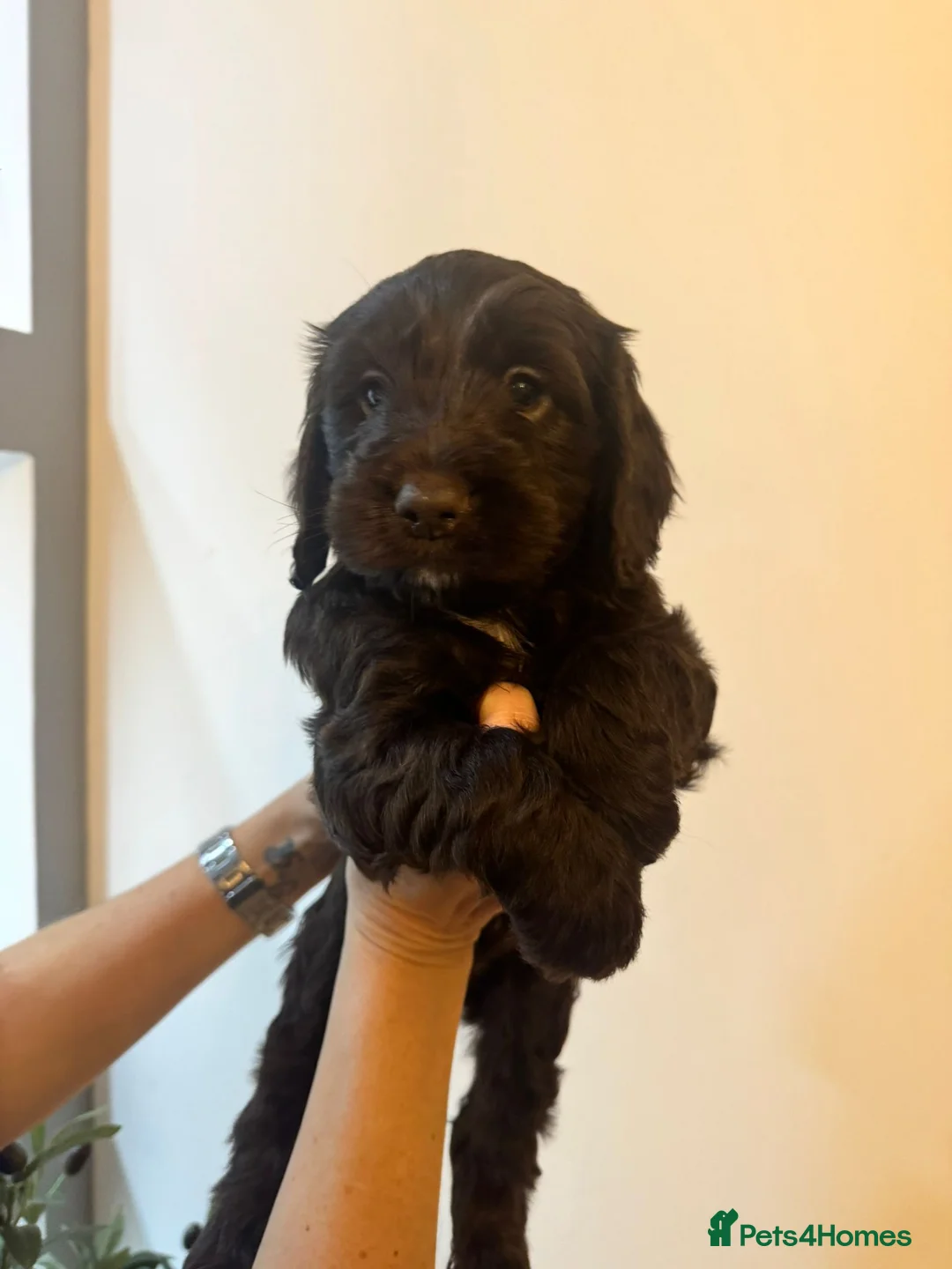 Cockapoo dogs for sale: Cockapoo puppies for sale  - Advert 5
