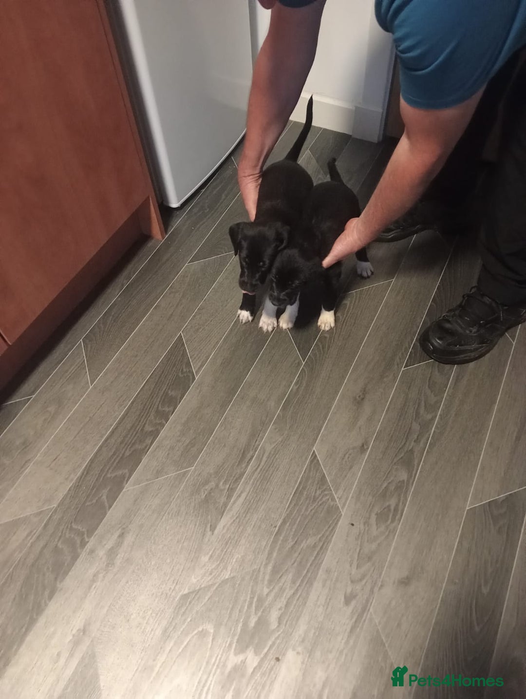 Mixed Breed dogs for sale: Pups for sale - Image 3