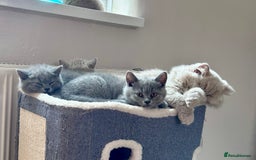 British Shorthair cats for sale: Tica Registered British Shorthairs  - Image 4