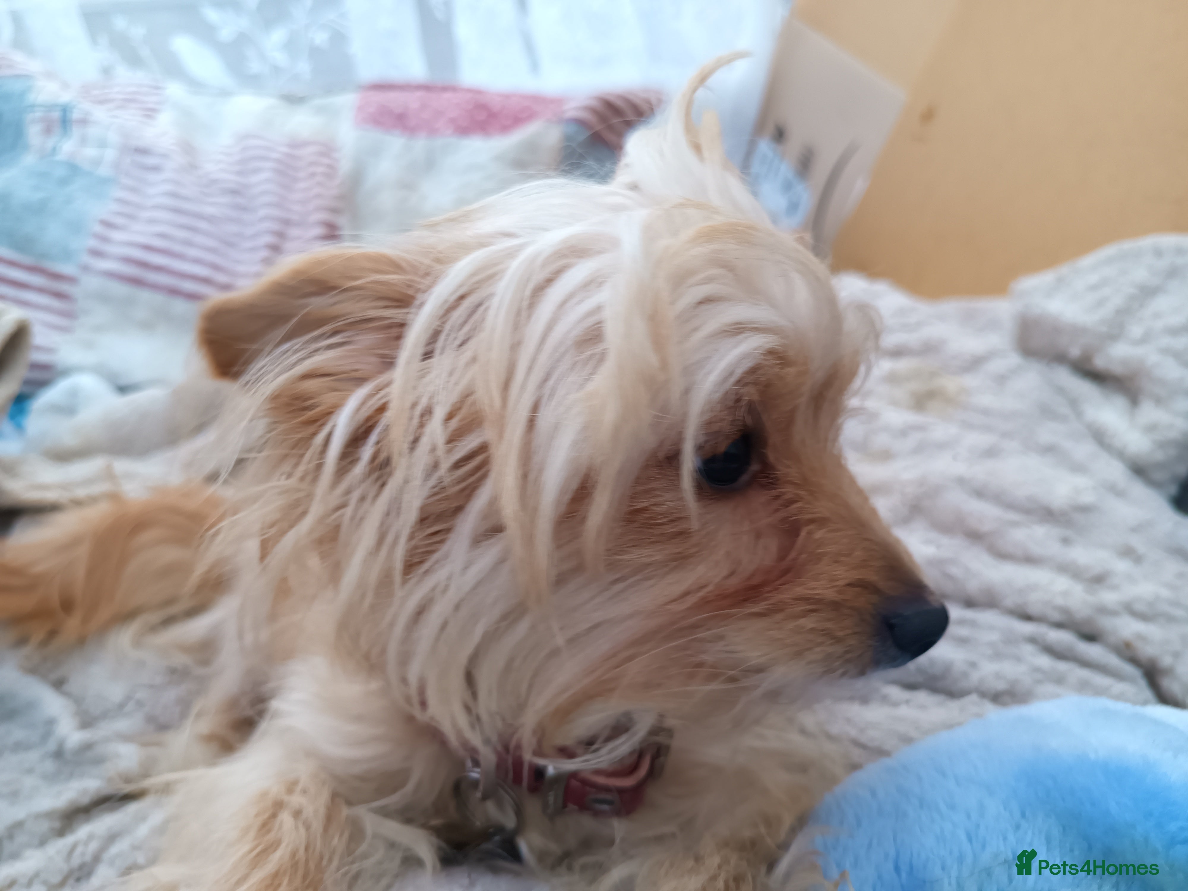 Mixed Breed dogs Small Mixed Breed Puppy  - Advert 5