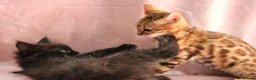 Bengal cats for sale: 🔥Beautiful Bengal girl available🔥 - Advert 3