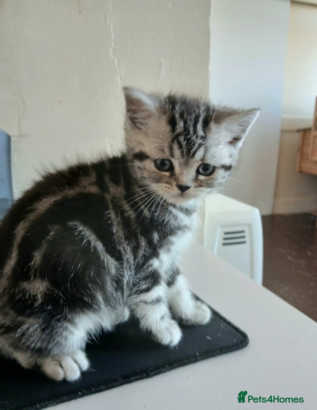 British Shorthair cats for sale: BshTabby kittens.GCCF.Available on 15.February . - Advert 4