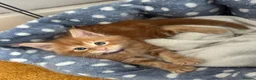 Maine Coon cats for sale: Stunning Red Kittens TICA reg  - Advert 17
