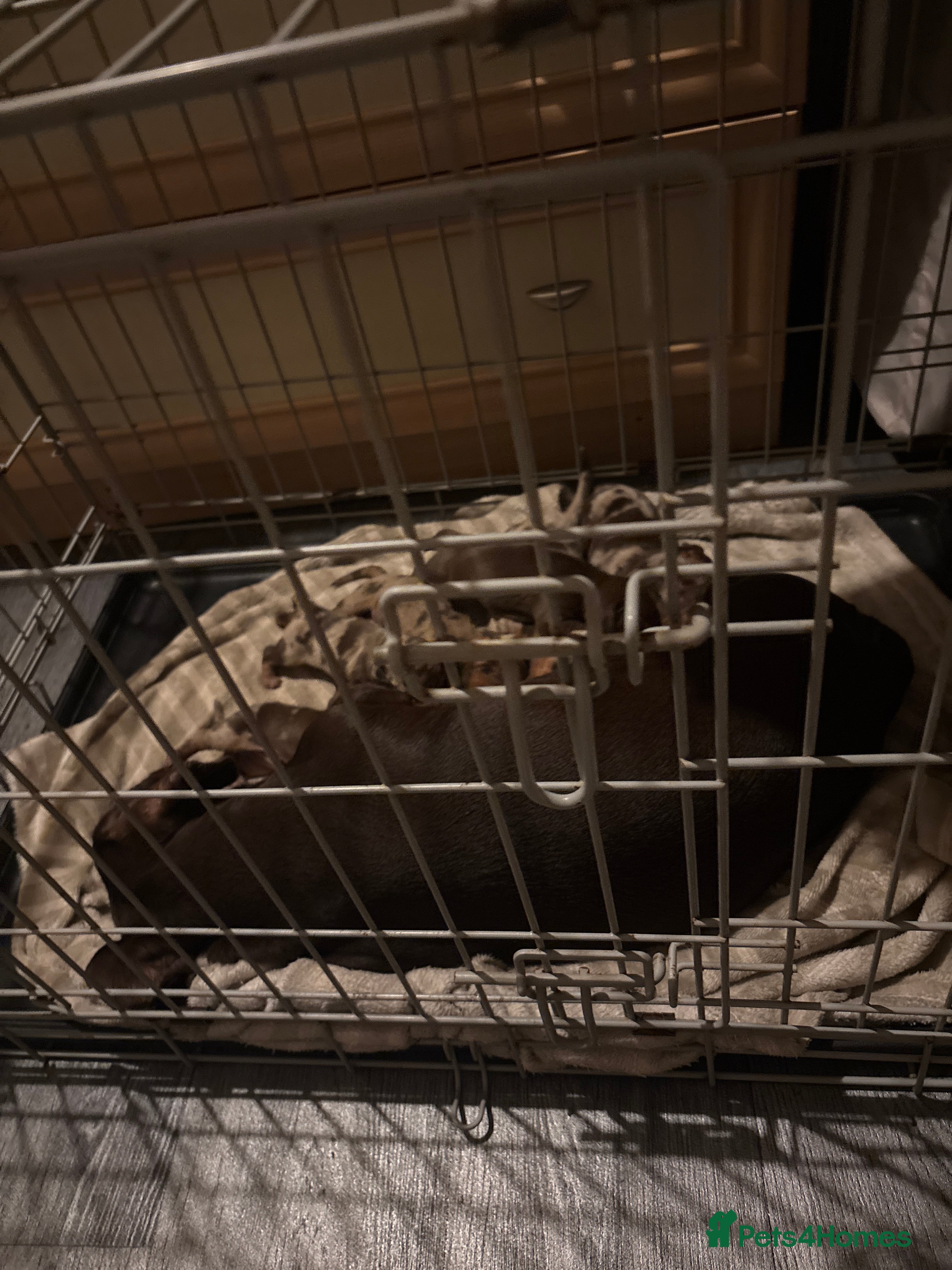 Dachshund dogs Miniature dashshund puppy’s  - Advert 2