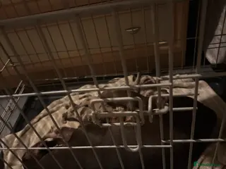 Dachshund dogs Miniature dashshund puppy’s - Advert 2