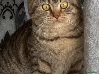 British Shorthair cats golden british shorthair kitten - Advert 6