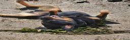 Rottweiler dogs for sale: Long haired Rottweilers  - Advert 31